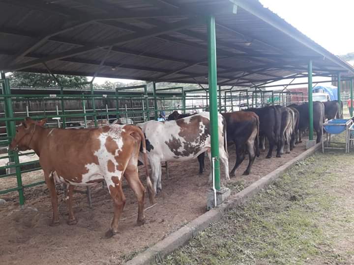 JUIGALPA1
